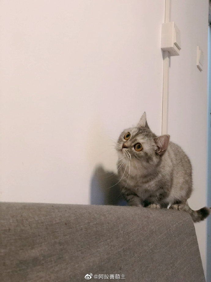 猫图片|宠物猫|猫咪|