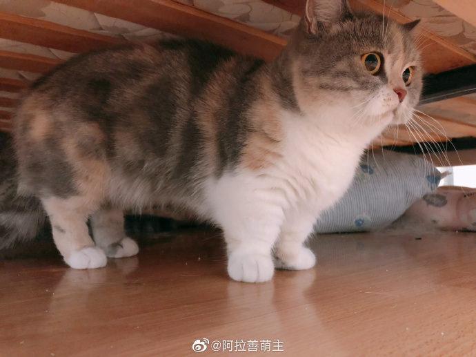 猫图片|宠物猫|猫咪|