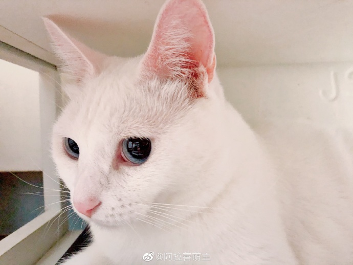 猫图片|宠物猫|猫咪|