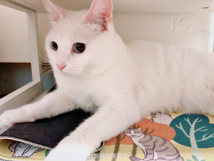 猫图片|宠物猫|猫咪|