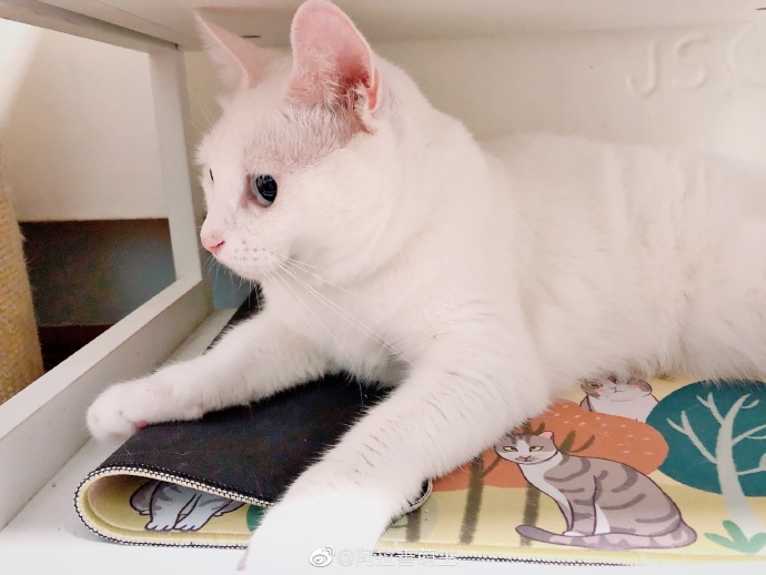 猫图片|宠物猫|猫咪|