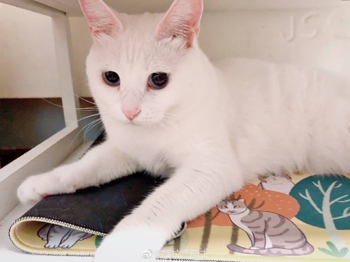 猫图片|宠物猫|猫咪|