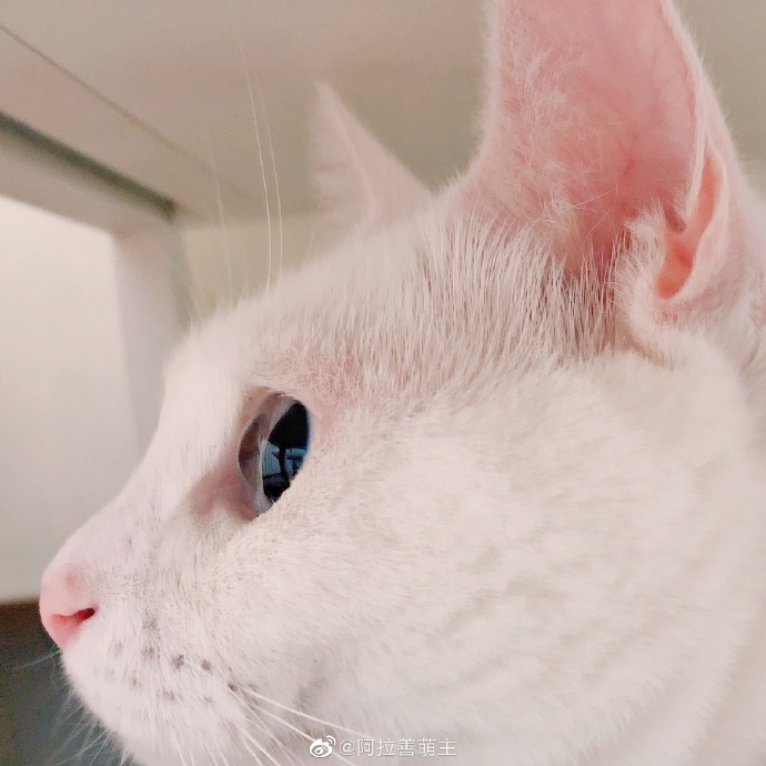 猫图片|宠物猫|猫咪|