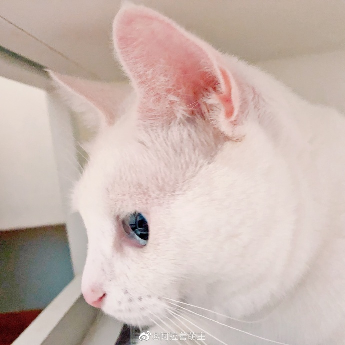 猫图片|宠物猫|猫咪|