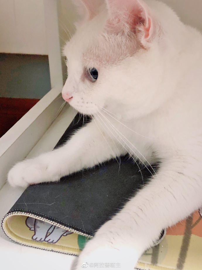 猫图片|宠物猫|猫咪|