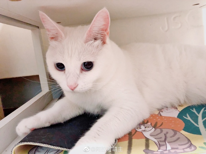 猫图片|宠物猫|猫咪|