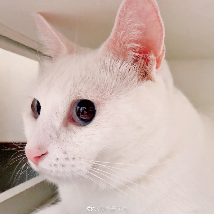 猫图片|宠物猫|猫咪|