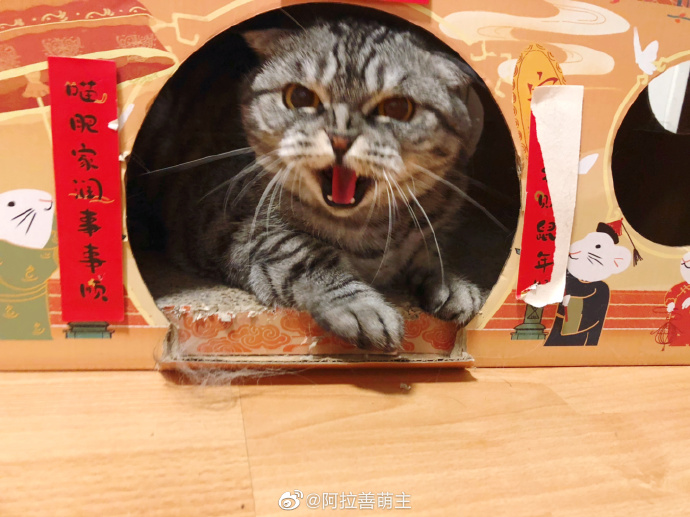 猫图片|宠物猫|猫咪|