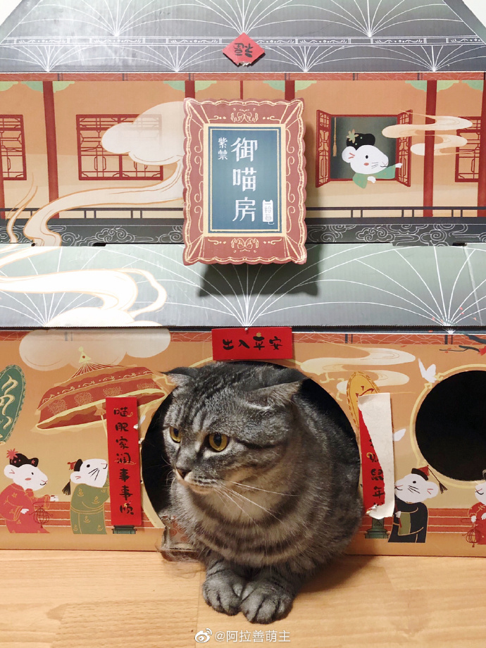 猫图片|宠物猫|猫咪|