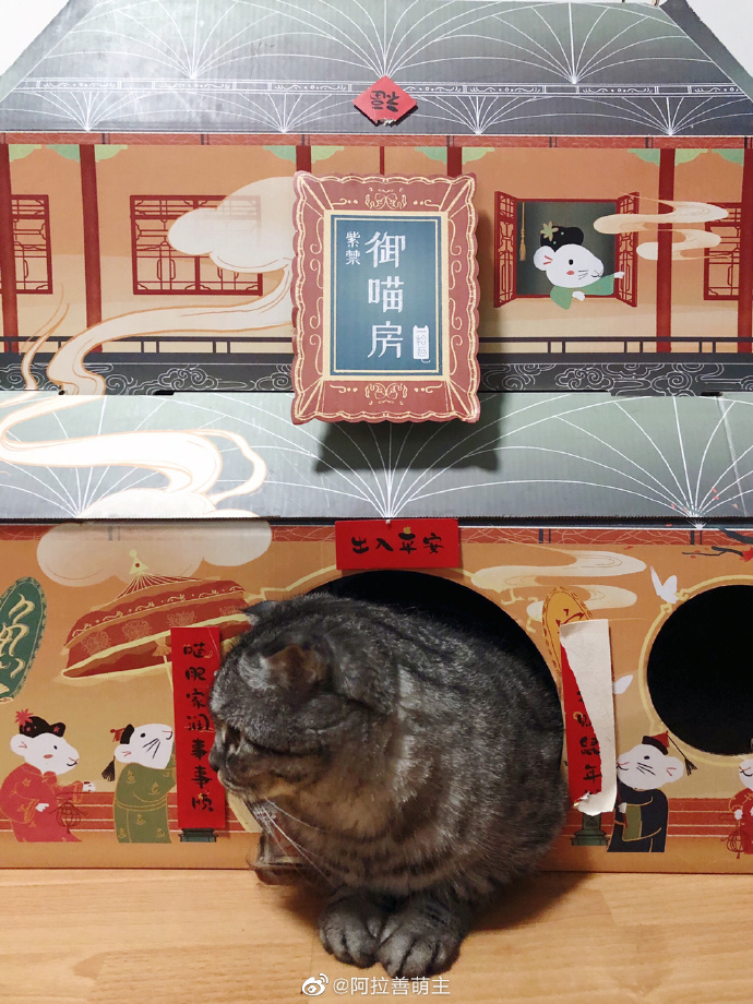 猫图片|宠物猫|猫咪|