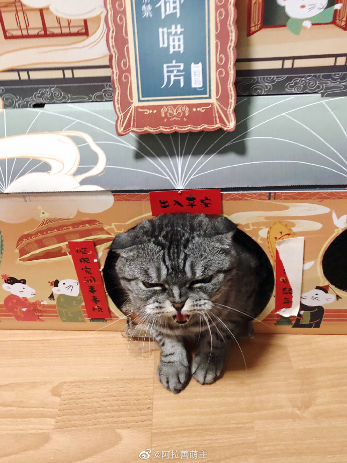 猫图片|宠物猫|猫咪|