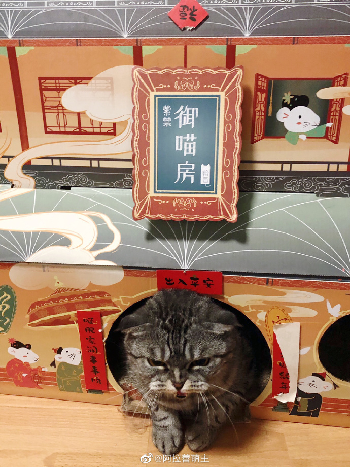 猫图片|宠物猫|猫咪|