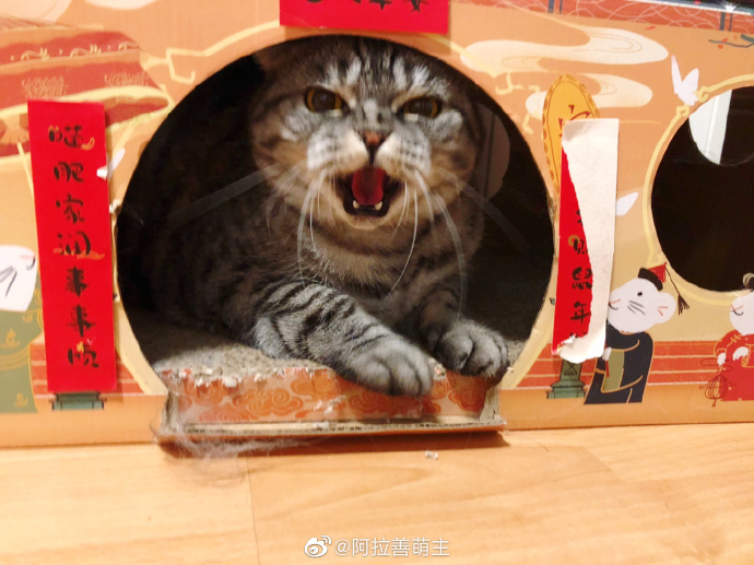 猫图片|宠物猫|猫咪|