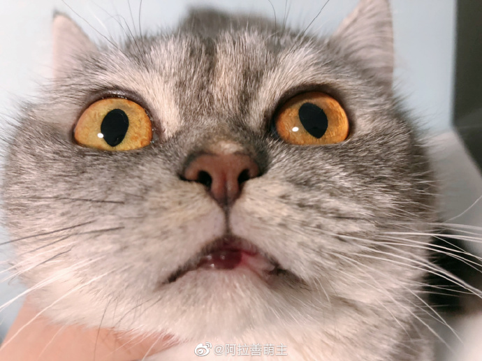 猫图片|宠物猫|猫咪|