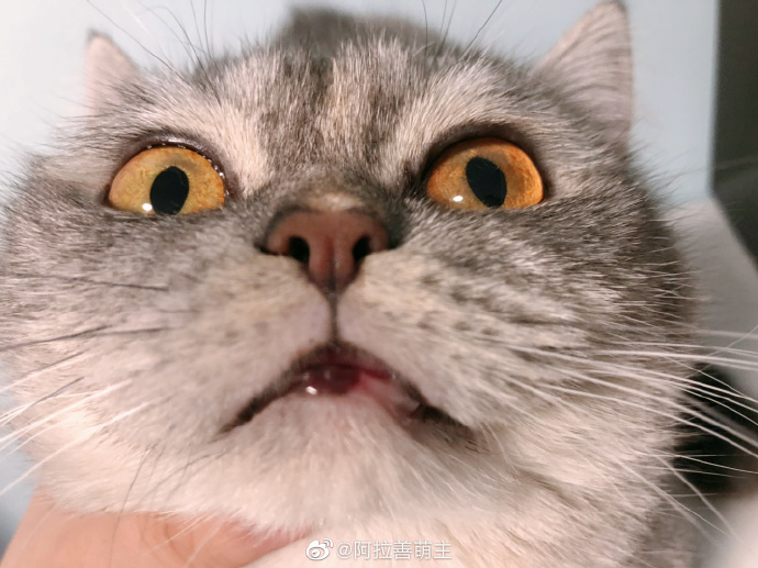 猫图片|宠物猫|猫咪|