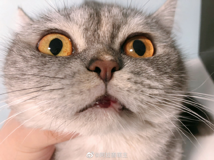 猫图片|宠物猫|猫咪|