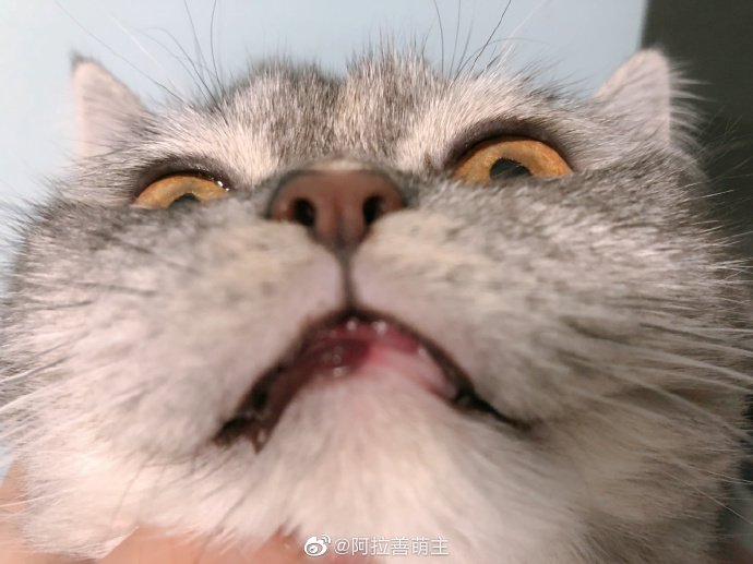 猫图片|宠物猫|猫咪|