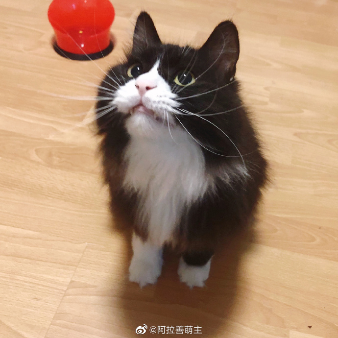 猫图片|宠物猫|猫咪|