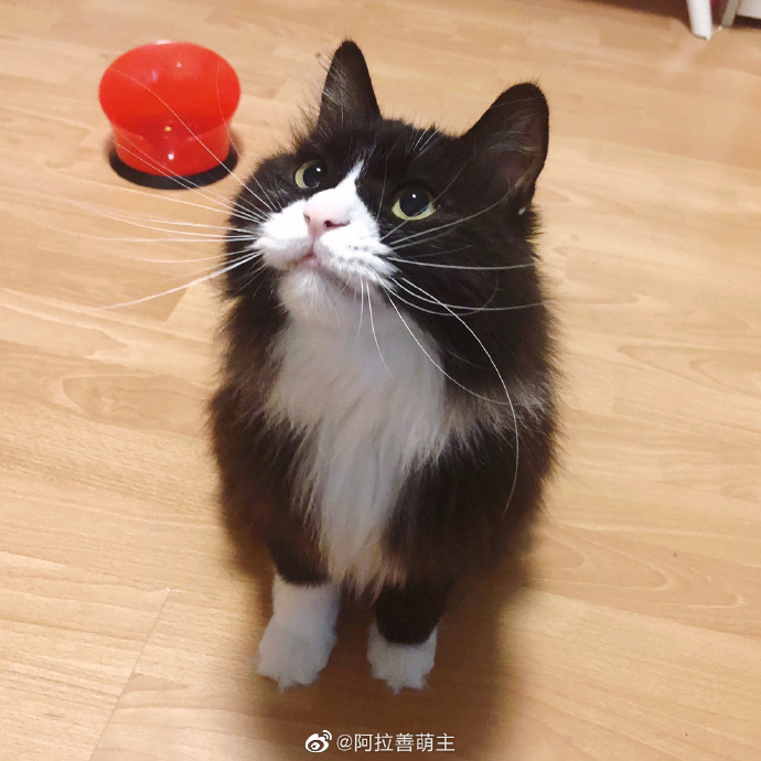 猫图片|宠物猫|猫咪|