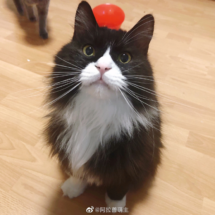 猫图片|宠物猫|猫咪|