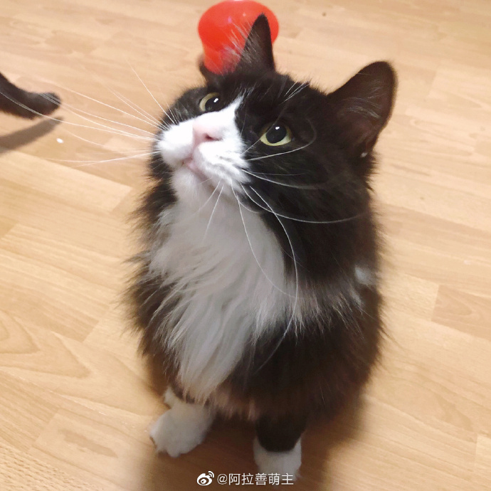 猫图片|宠物猫|猫咪|