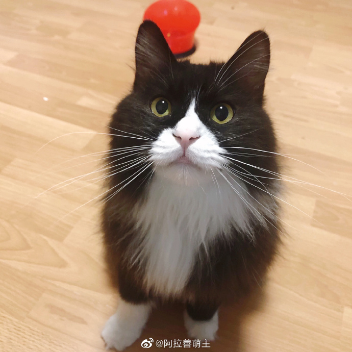 猫图片|宠物猫|猫咪|