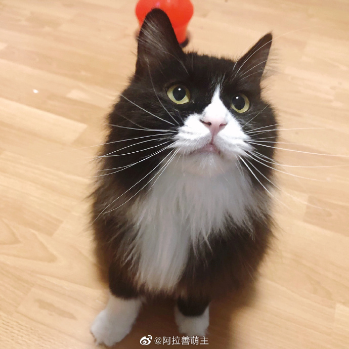 猫图片|宠物猫|猫咪|