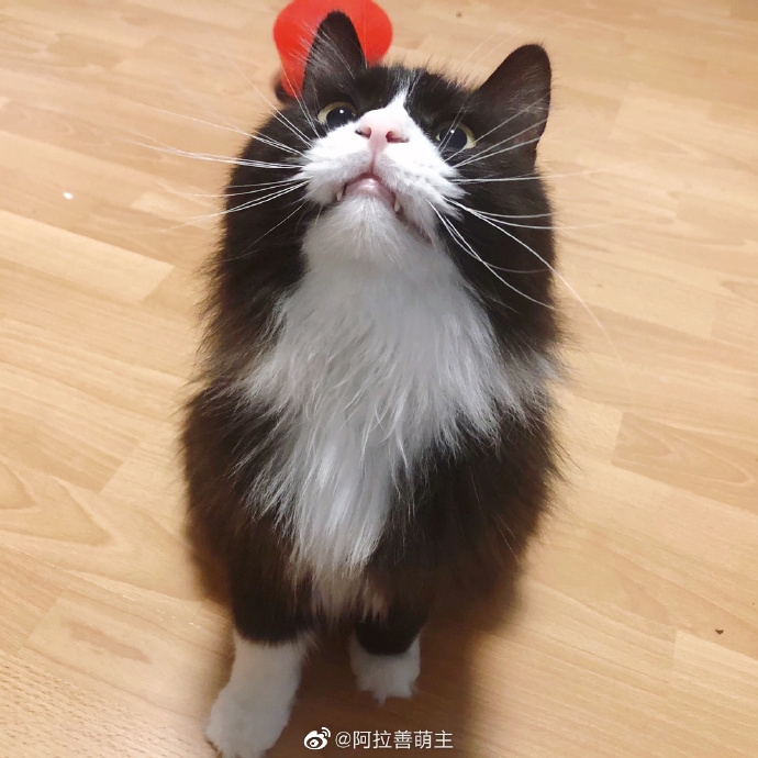 猫图片|宠物猫|猫咪|