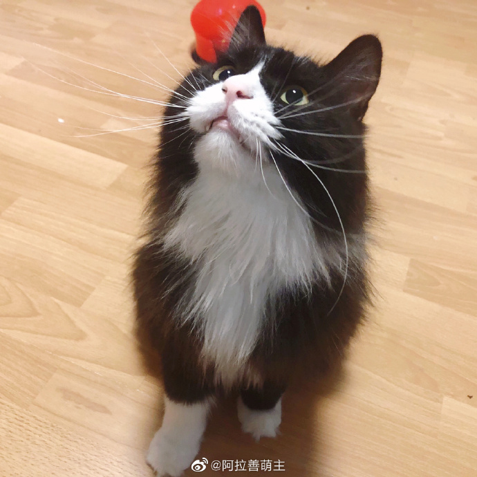猫图片|宠物猫|猫咪|