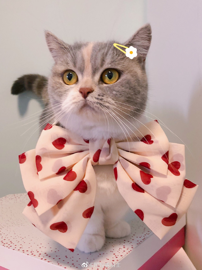 猫图片|宠物猫|猫咪|