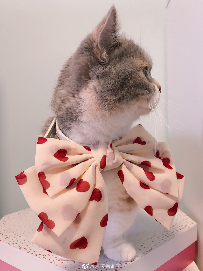 猫图片|宠物猫|猫咪|