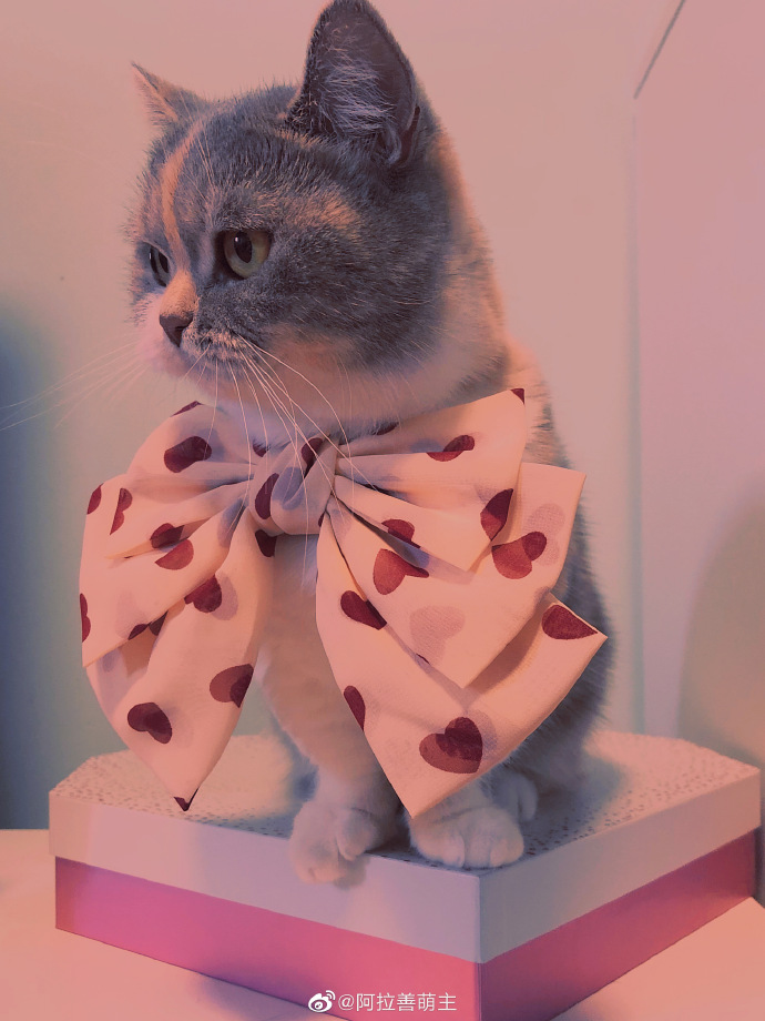 猫图片|宠物猫|猫咪|