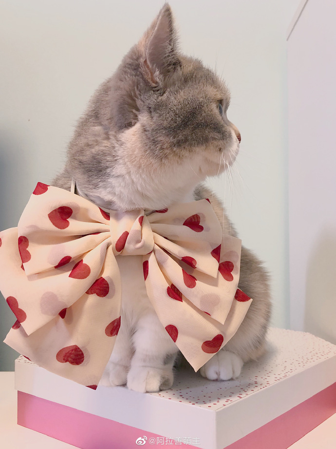 猫图片|宠物猫|猫咪|