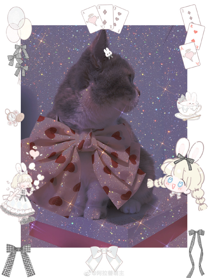 猫图片|宠物猫|猫咪|