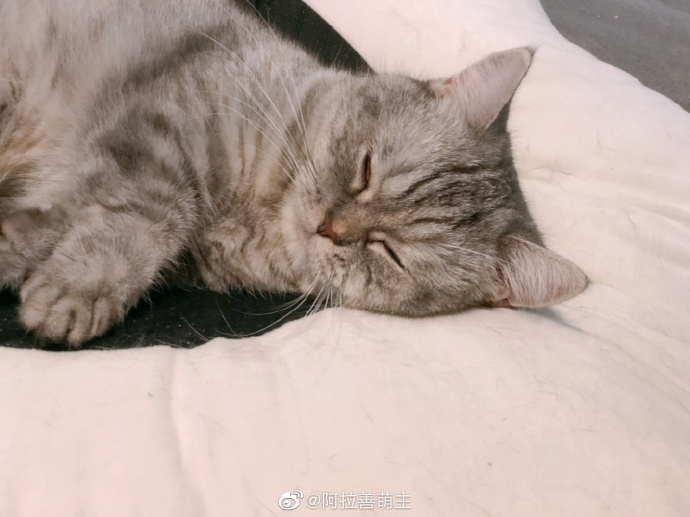 猫图片|宠物猫|猫咪|