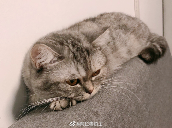 猫图片|宠物猫|猫咪|