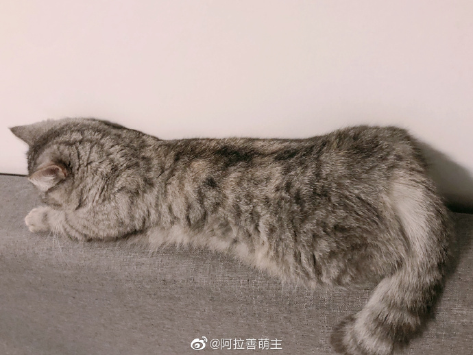 猫图片|宠物猫|猫咪|