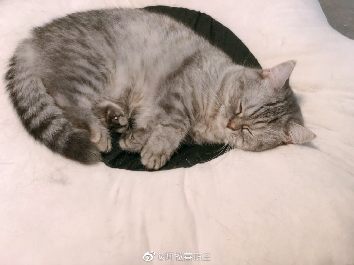 猫图片|宠物猫|猫咪|