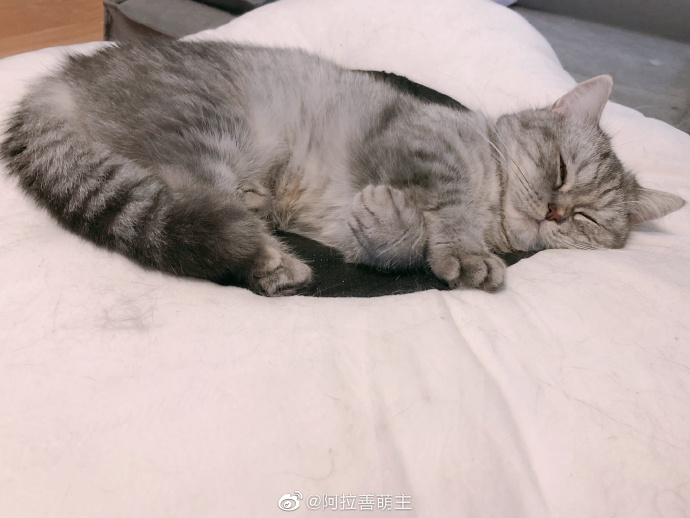 猫图片|宠物猫|猫咪|