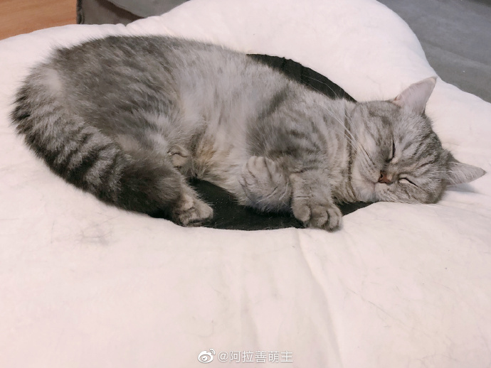 猫图片|宠物猫|猫咪|