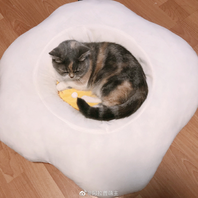 猫图片|宠物猫|猫咪|