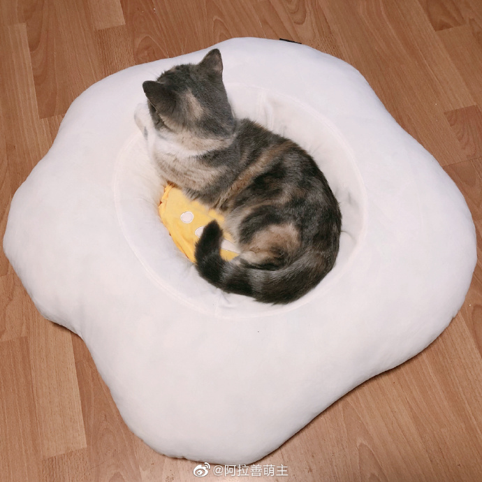 猫图片|宠物猫|猫咪|