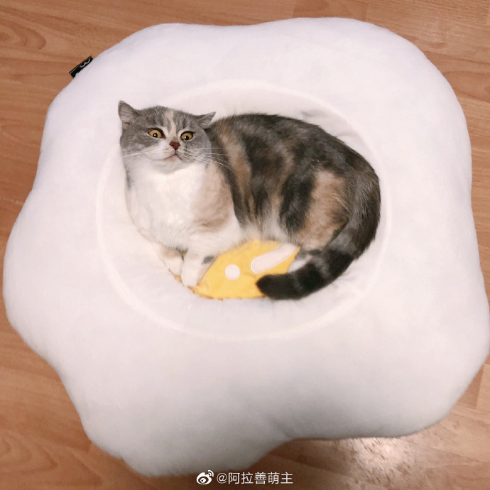 猫图片|宠物猫|猫咪|