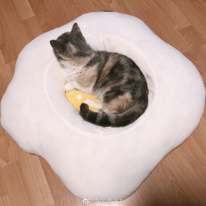 猫图片|宠物猫|猫咪|