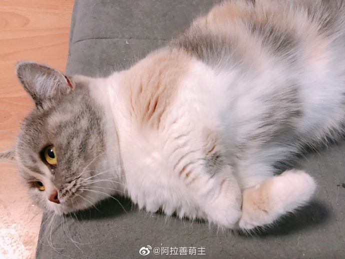 猫图片|宠物猫|猫咪|