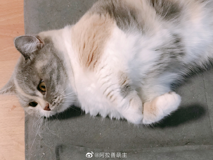 猫图片|宠物猫|猫咪|