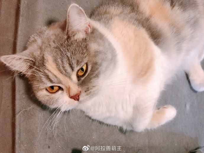 猫图片|宠物猫|猫咪|