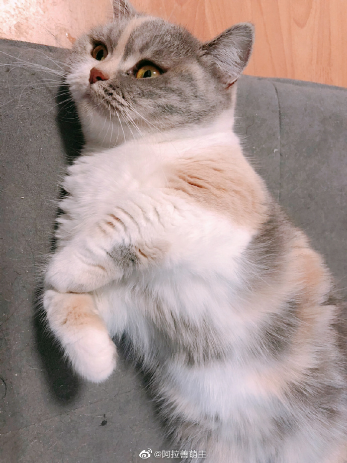 猫图片|宠物猫|猫咪|