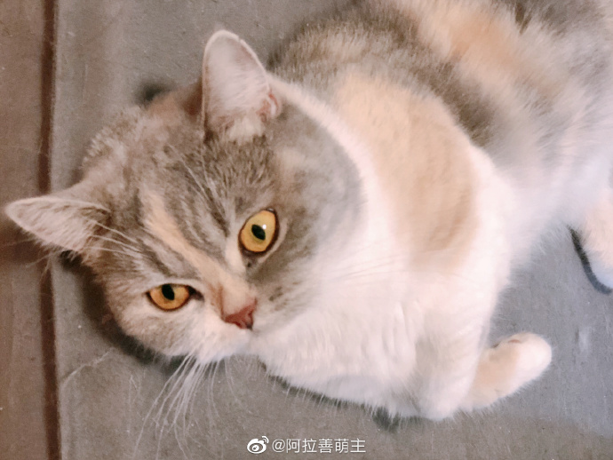 猫图片|宠物猫|猫咪|