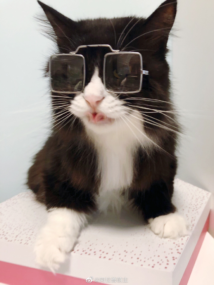 猫图片|宠物猫|猫咪|